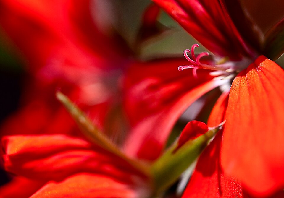 Full bloom the petals the delicacy