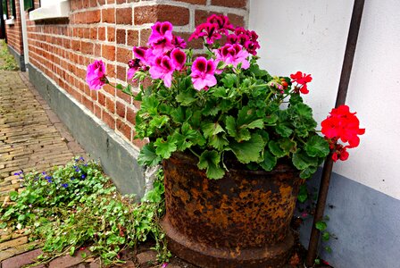 Pot of flowers wall brick photo