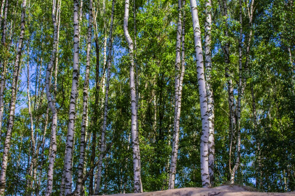Tree forest summer
