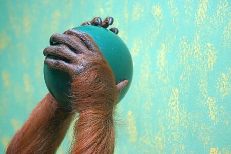 Orang-utan old world monkey ape photo