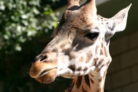 Head zoo