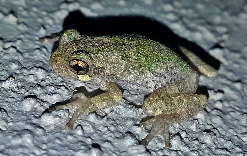 Close up croak croaking