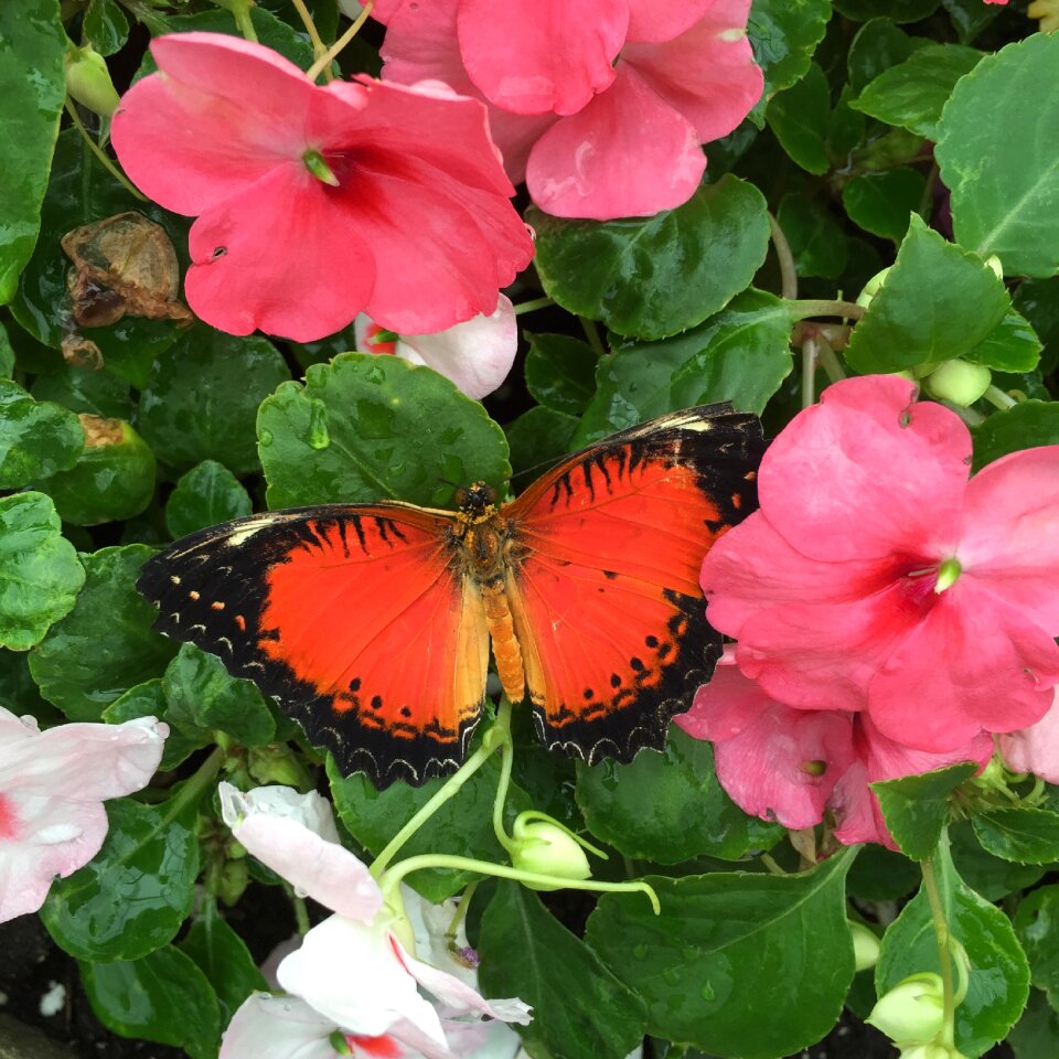 Insect garden wing