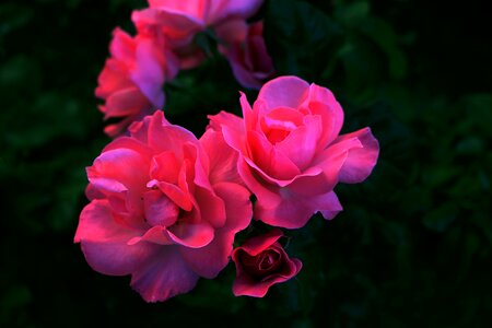 Pink rose tender rose beautiful flower photo