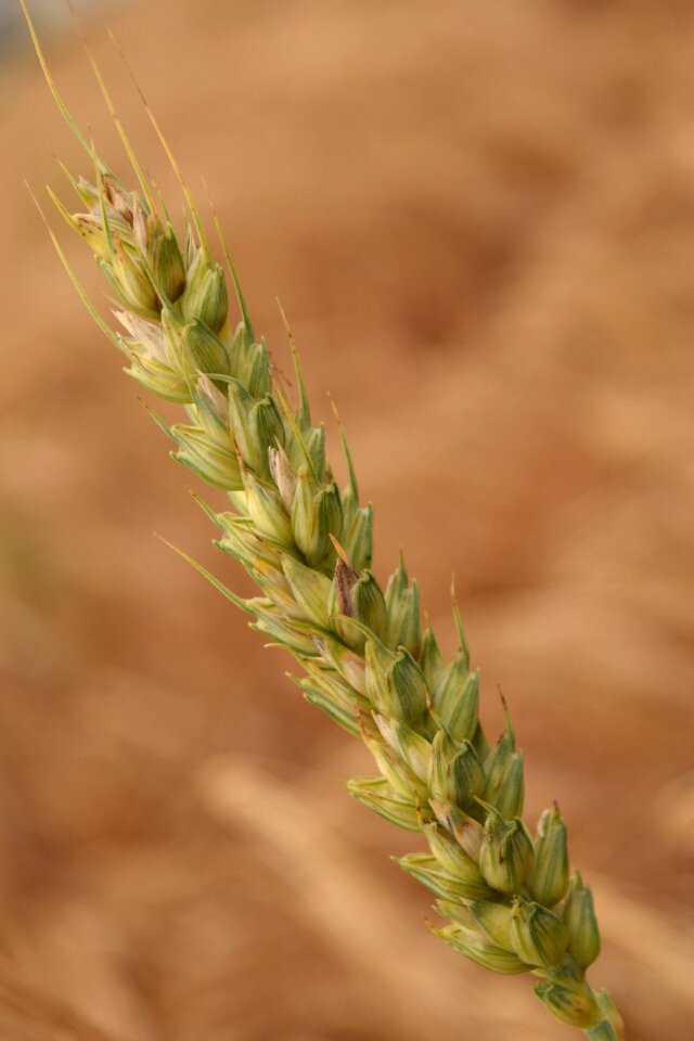Cereals ear summer