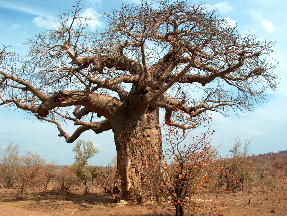 Kruger baobab wild