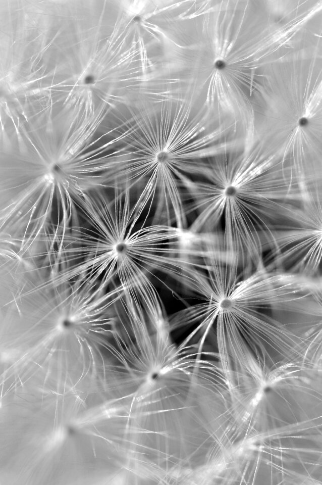 Dandelion seeds close up