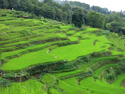 Field barbecued pork with rice growth