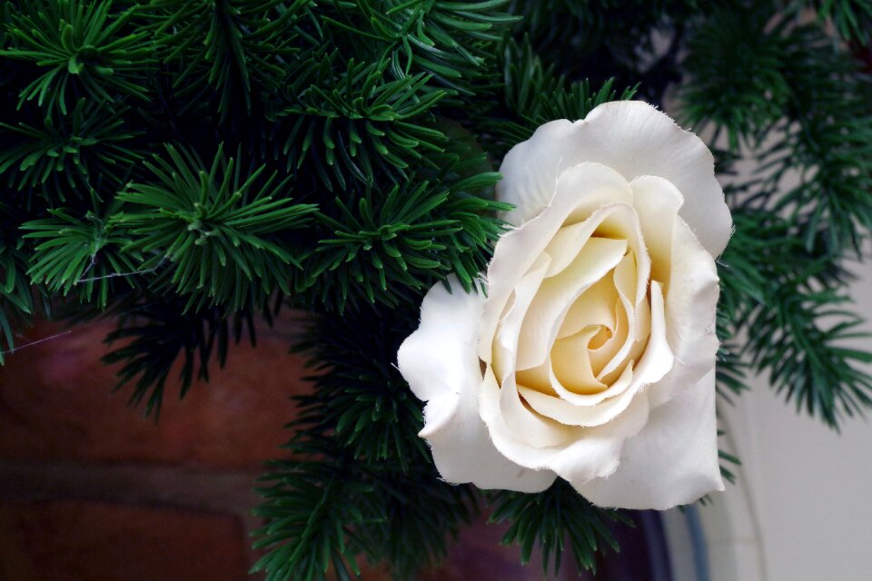 Flower blossom bloom