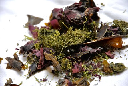 Seaweed dried food