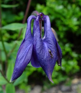 Garde violet