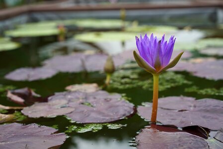 Lotus pond water lilies photo