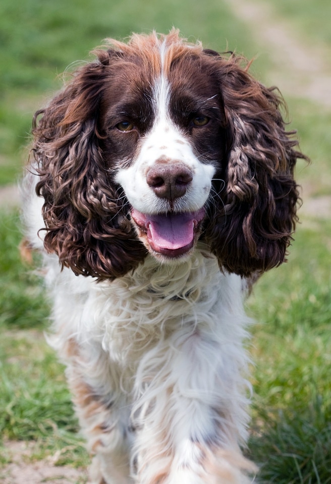 Spaniel springer spaniel english springer spaniel