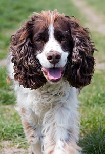 Spaniel springer spaniel english springer spaniel photo