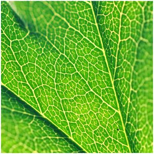 Plant background leaf veins
