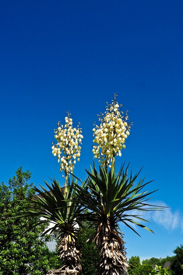 Bloom flora plant photo