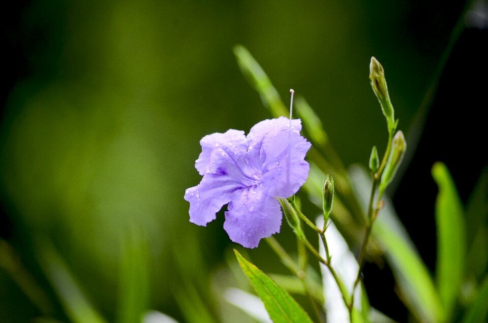 Flowers bloom female leaf