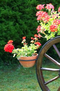France flowers wheel