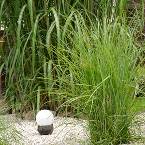 Garden grasses bamboo grassedit this page