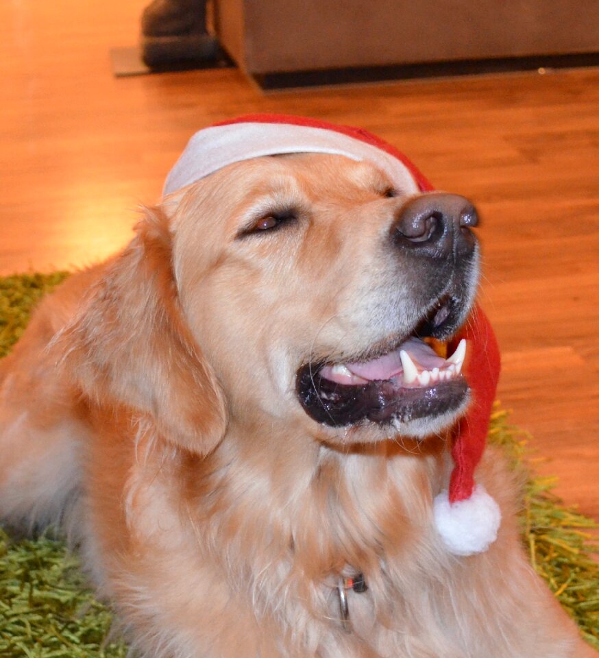 Christmas golden retriever dog breed