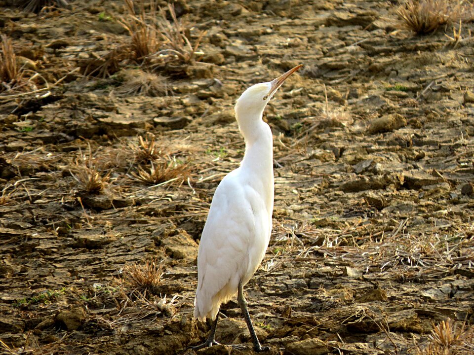 White birdwatching