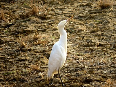 White birdwatching