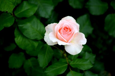 Flower romantic