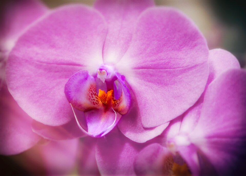 Blossom bloom flower