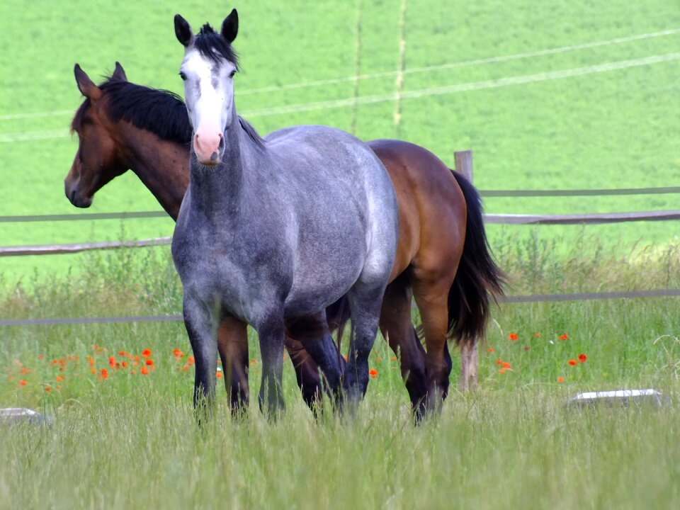 Horse breeding mare jumping