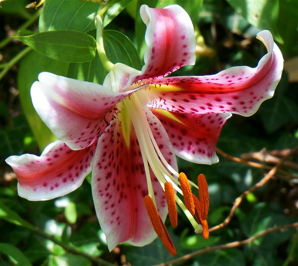 Flower blossom bloom