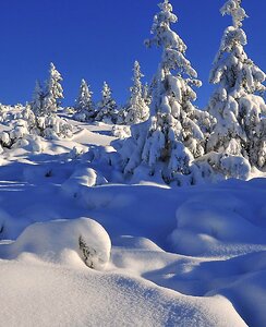 Snow-covered trees spruce biel