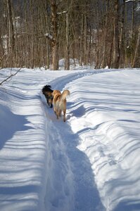 Dog winter dog in the snow photo