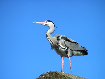 Babu wings blue heron photo