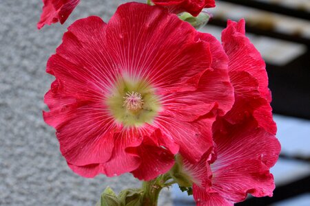 Red flower garden photo