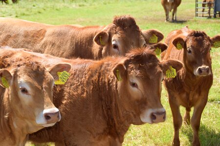 Cows landscape cattle