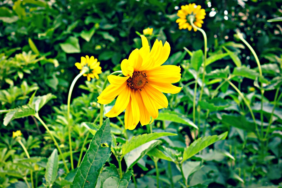 Plant growth petal