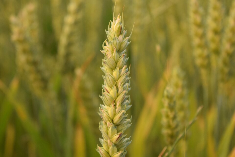 Grain cornfield field