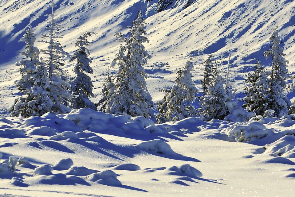 Snow-covered trees spruce biel