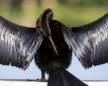 Wildlife beak feathers