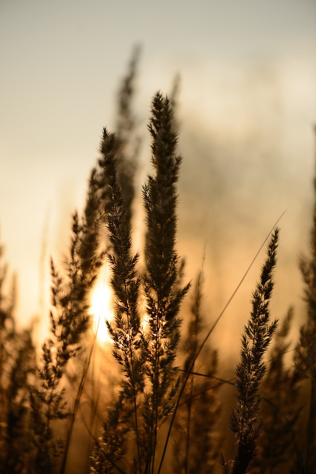 Reeds plants bokeh