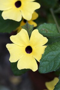 Flower arrangement bloom
