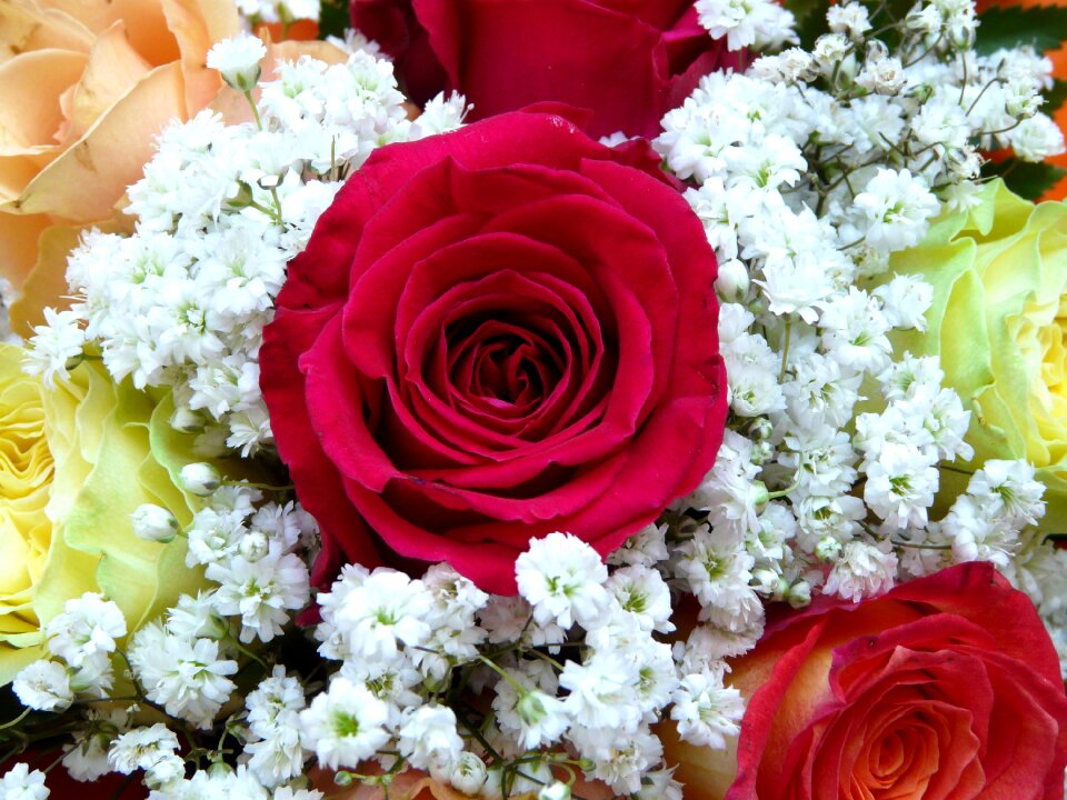 Red flower rose close up