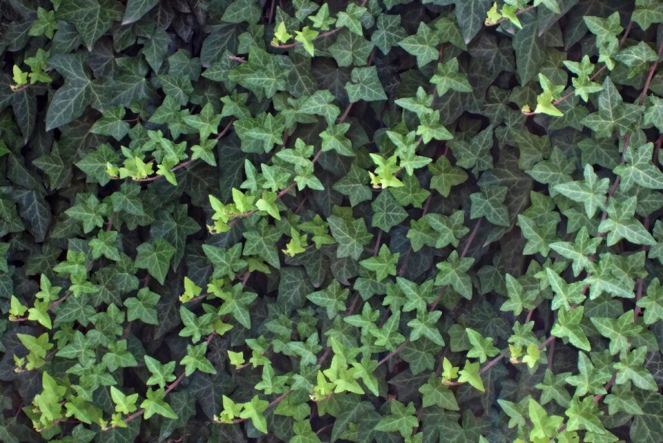 Green garden nature