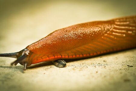 Slug nature garden