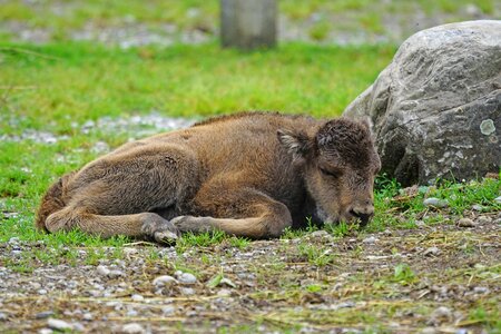 European bison horned rest