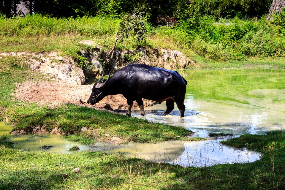 Outdoor cattle agriculture