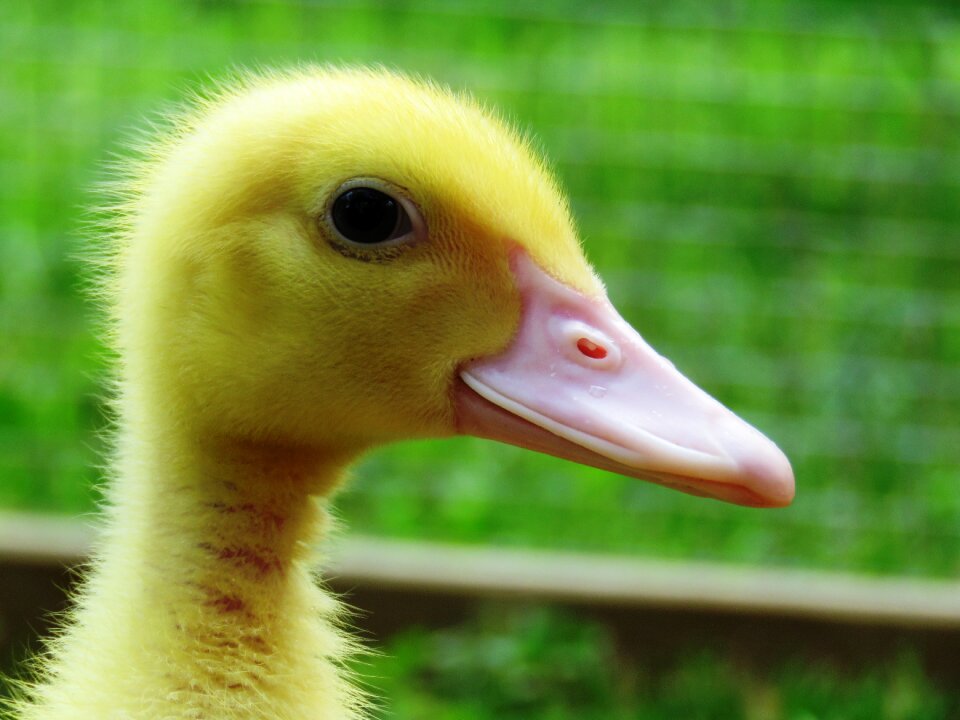 Fluff young bird bill