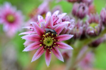 Macro summer pink photo