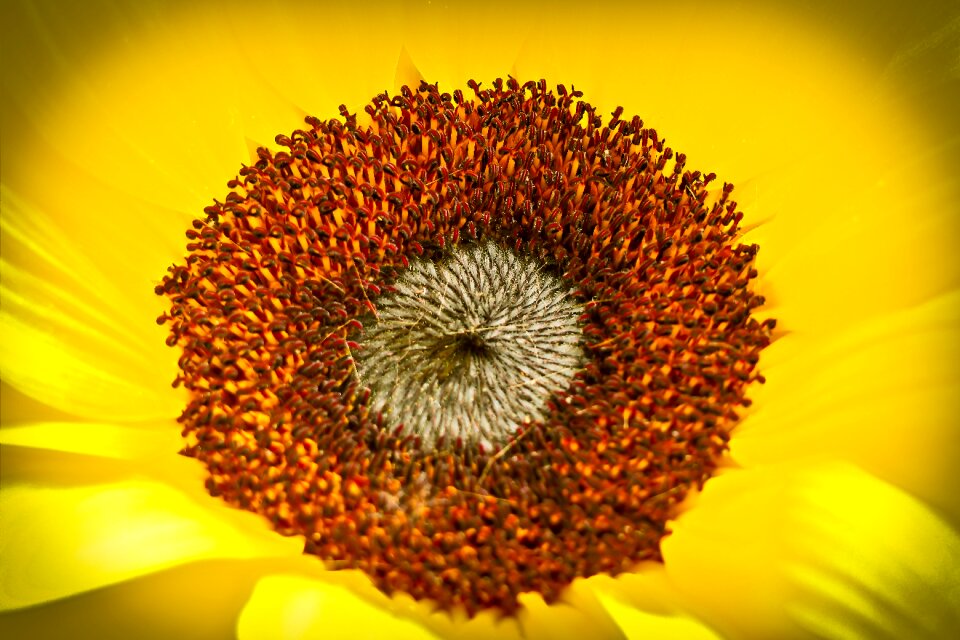 Nature blossom bloom