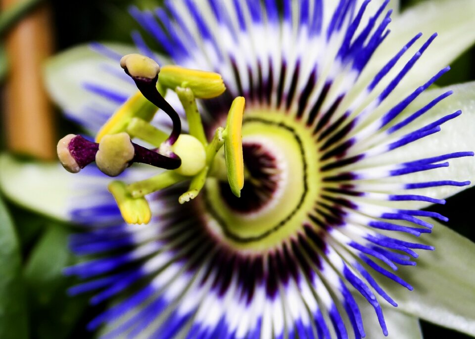 Close up passion flower nature